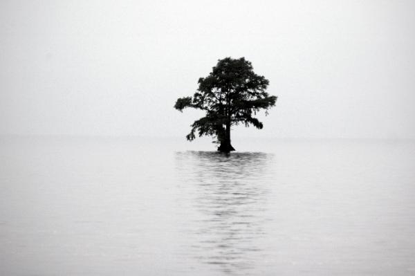 the tree Original
