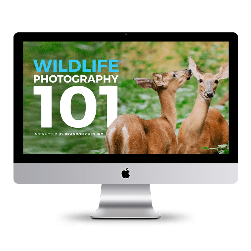 Wildlife Photography 101 David Molnar Your Photography Mentor